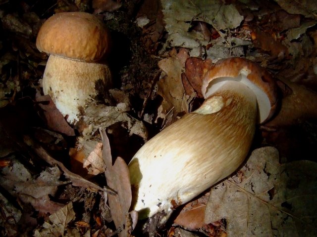 PorteBaudet Boletus aestivalis ev